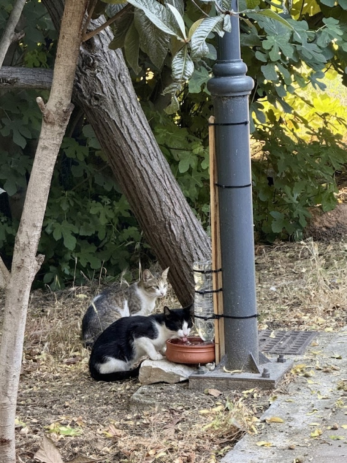 Αδέσποτη γάτα πίνει νερό από τον CWS